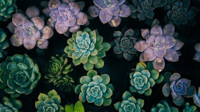 Flowers floating in water