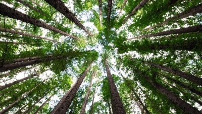 Trees in forest