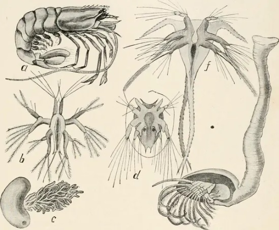 Рисунки ракообразных и личинок. Sacculina нарисована в левом нижнем углу